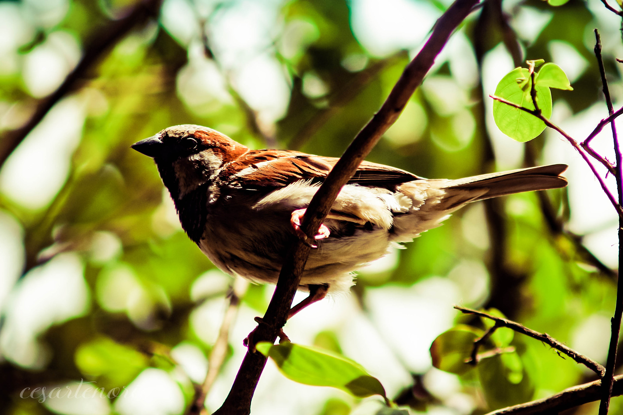 Minolta AF 70-210mm F4 Macro sample photo. Sparrow canadian photography