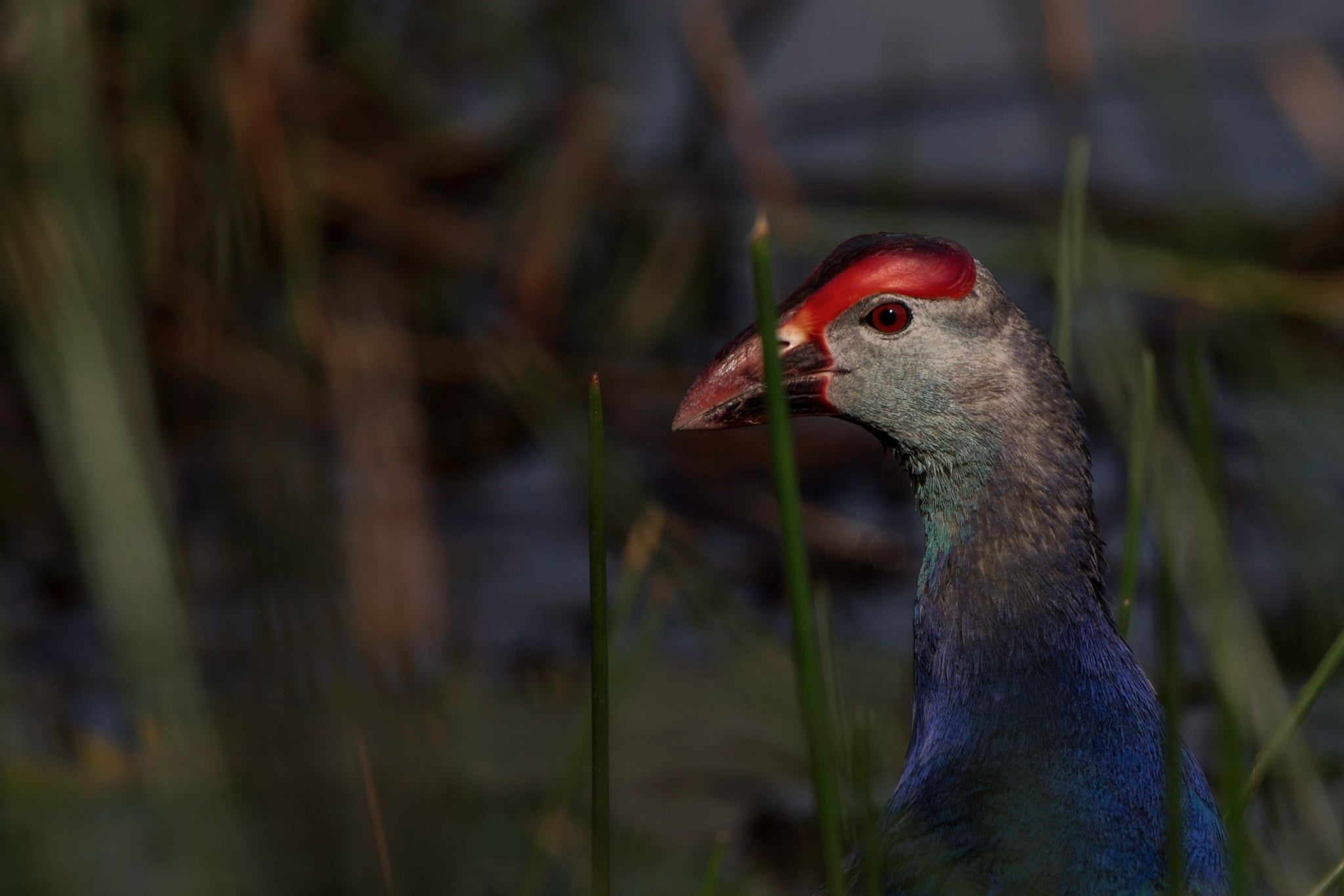Tamron SP 150-600mm F5-6.3 Di VC USD sample photo. Purple swamphen photography