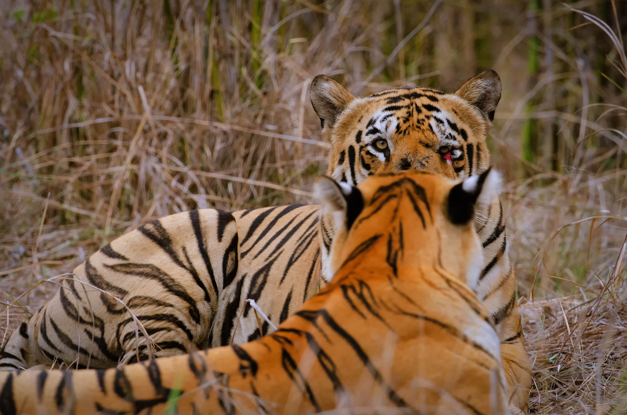 Nikon D7000 + Nikon AF-S Nikkor 500mm F4G ED VR sample photo. Tigers photography