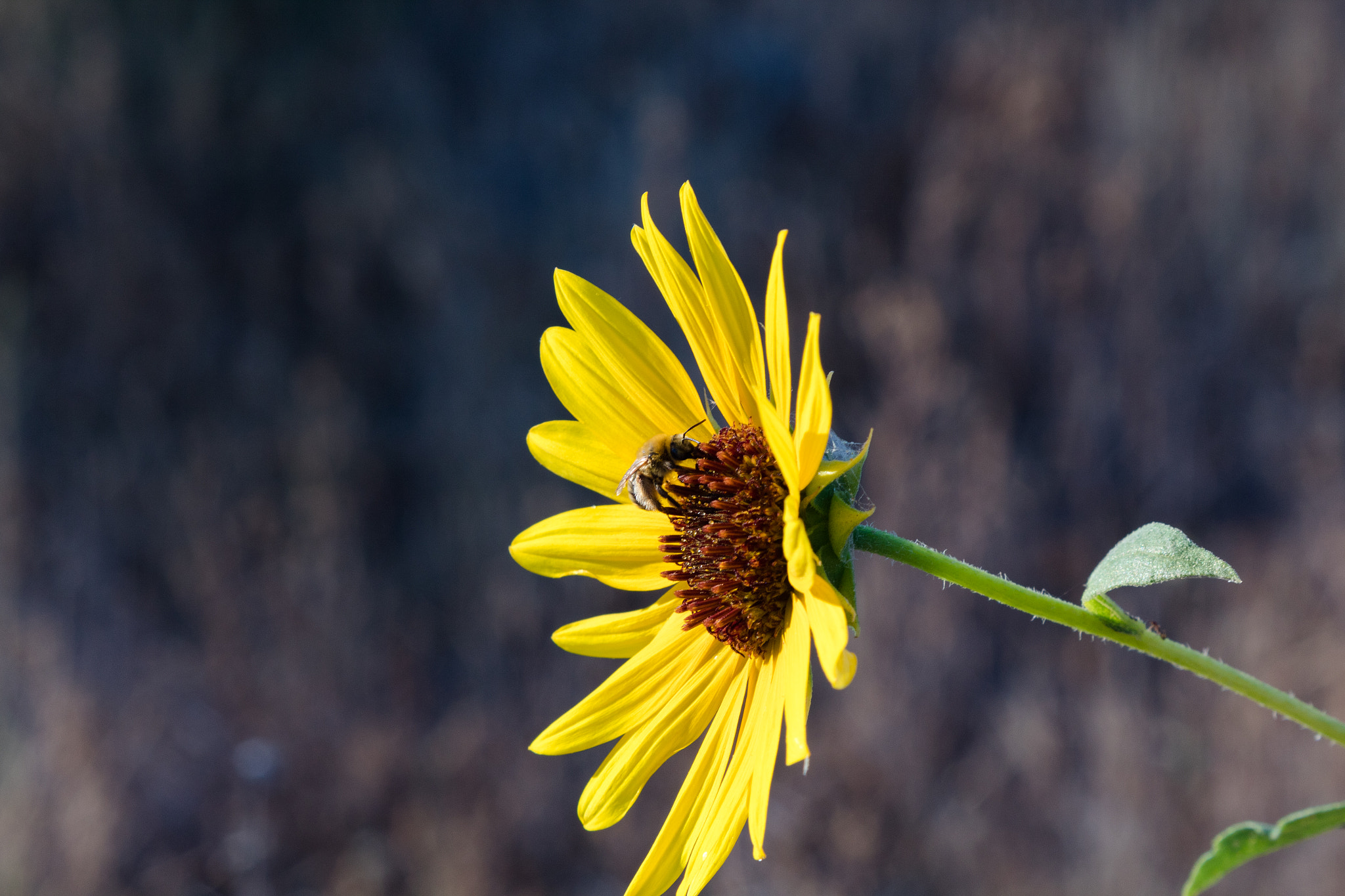 Canon EF 28-105mm f/3.5-4.5 USM sample photo. Bee photography