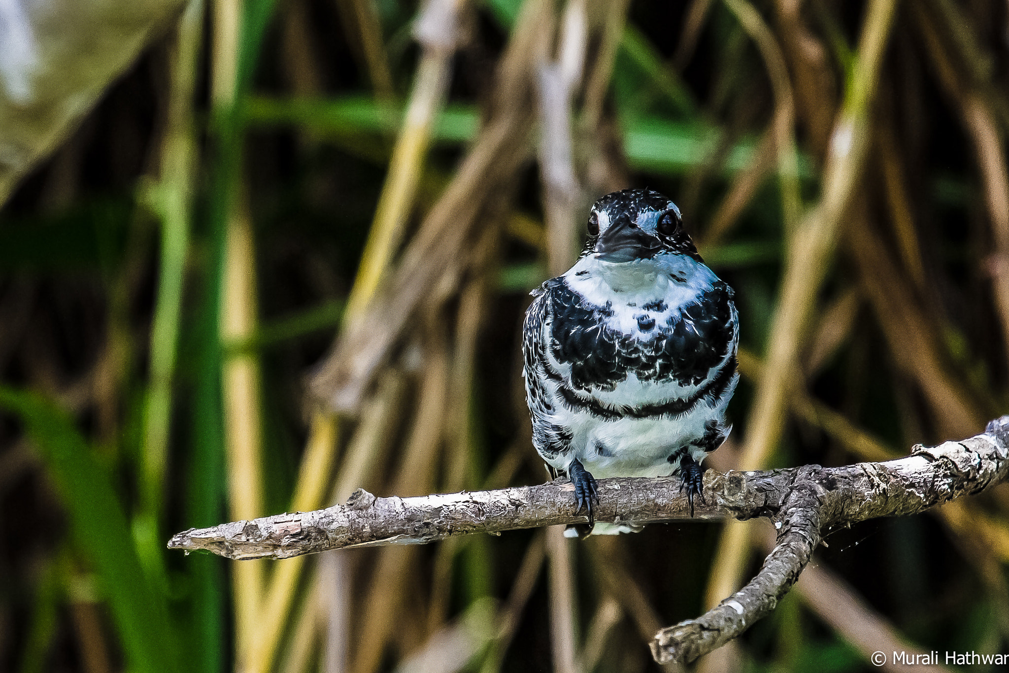 Canon EF 100-400mm F4.5-5.6L IS USM sample photo. Pied kingfisher (ceryle rudis) photography
