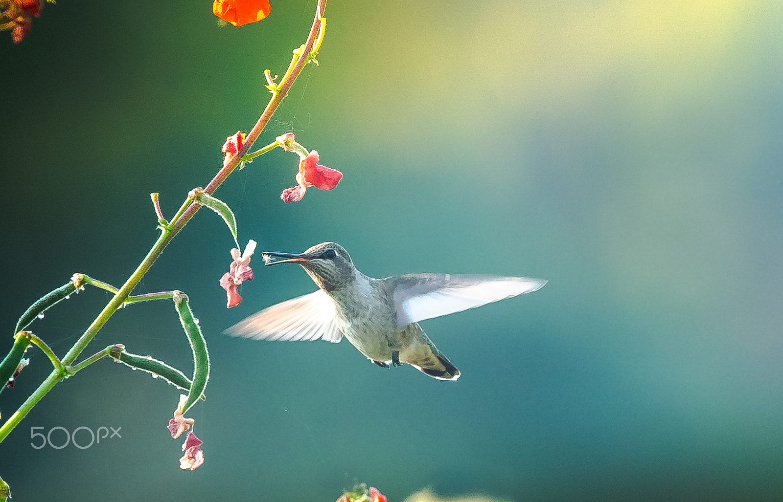 Canon EOS-1D X + Canon EF 300mm F2.8L IS II USM sample photo. Eating  a little spider photography