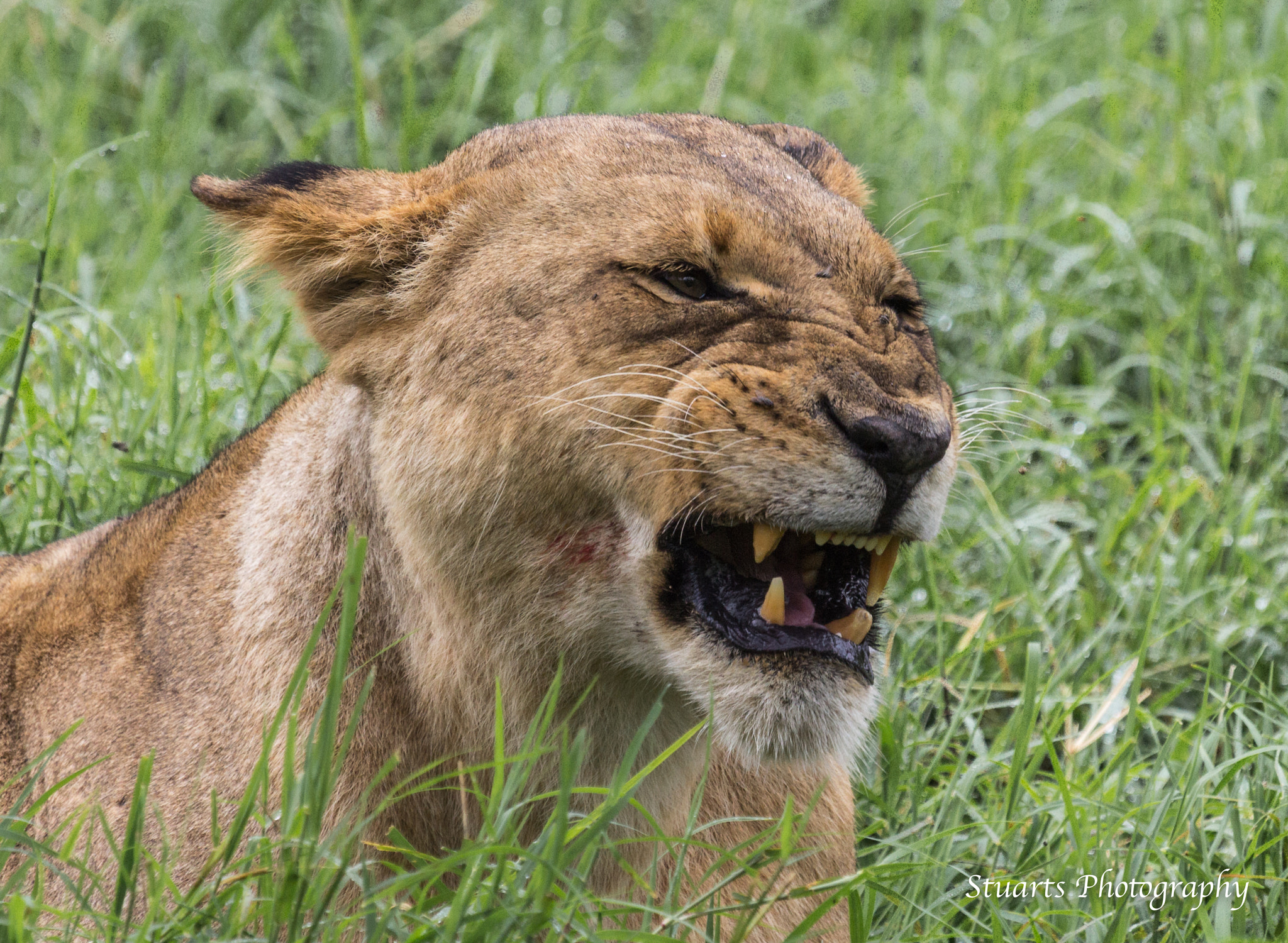 Canon EOS 60D + Canon EF 100-400mm F4.5-5.6L IS USM sample photo. Dont mess with me photography