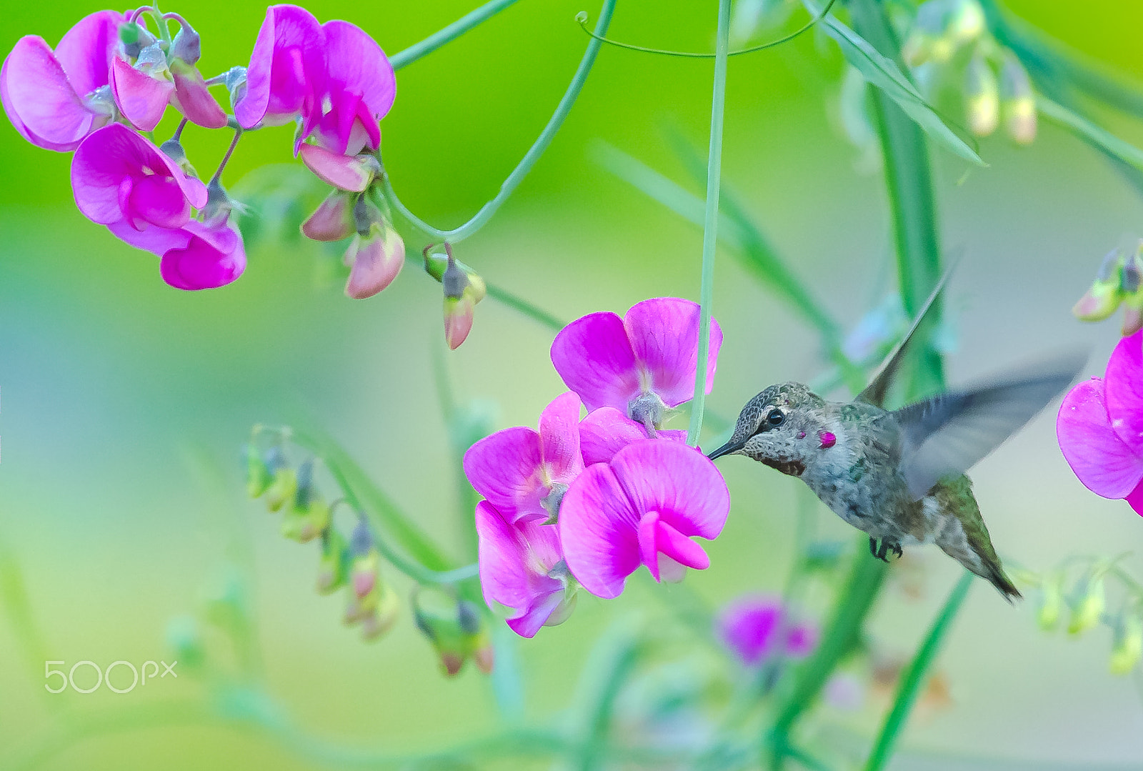 Canon EF 300mm F2.8L IS II USM sample photo. With eye contact photography