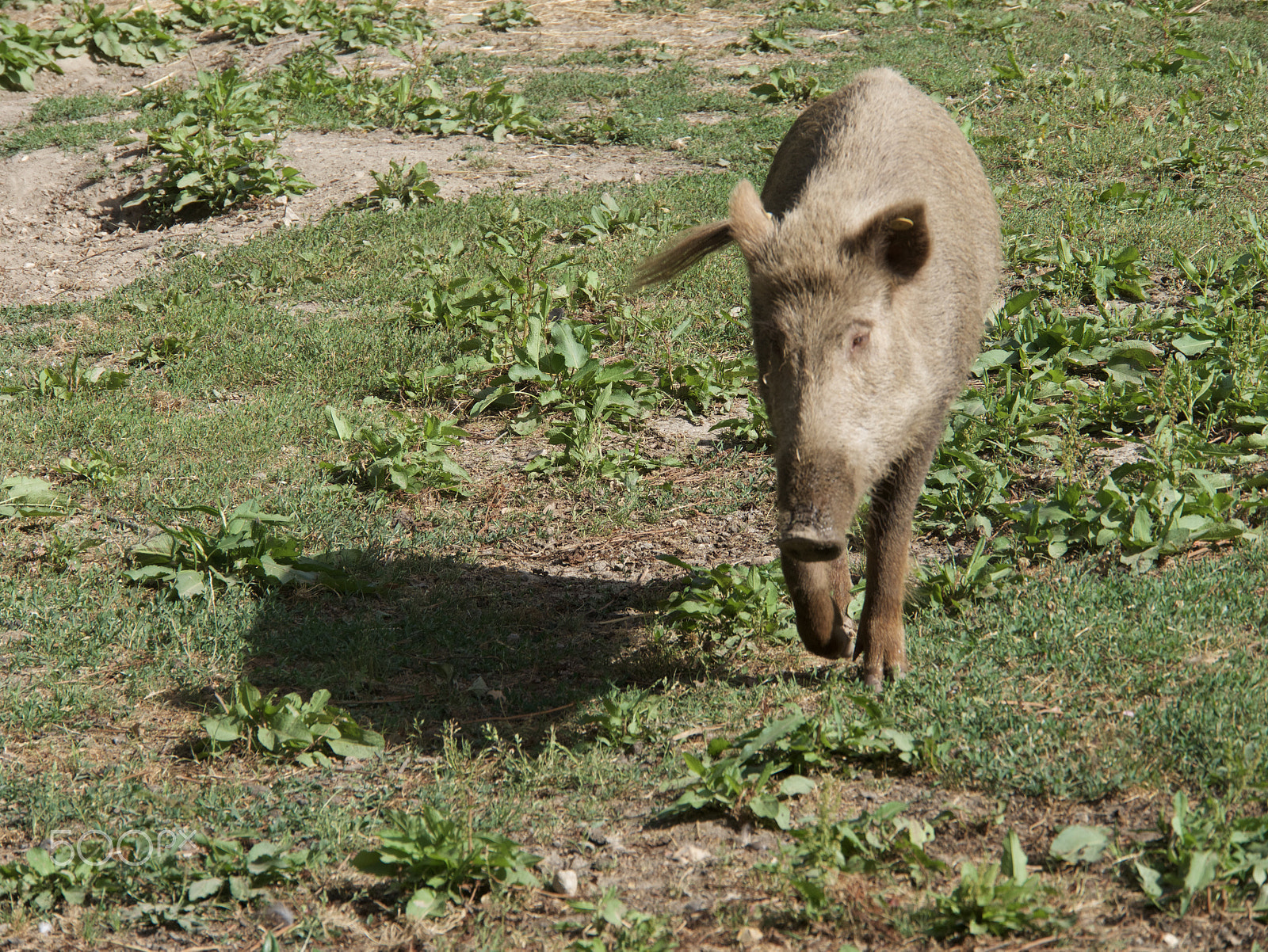 Panasonic Lumix DMC-G7 sample photo. Pig photography