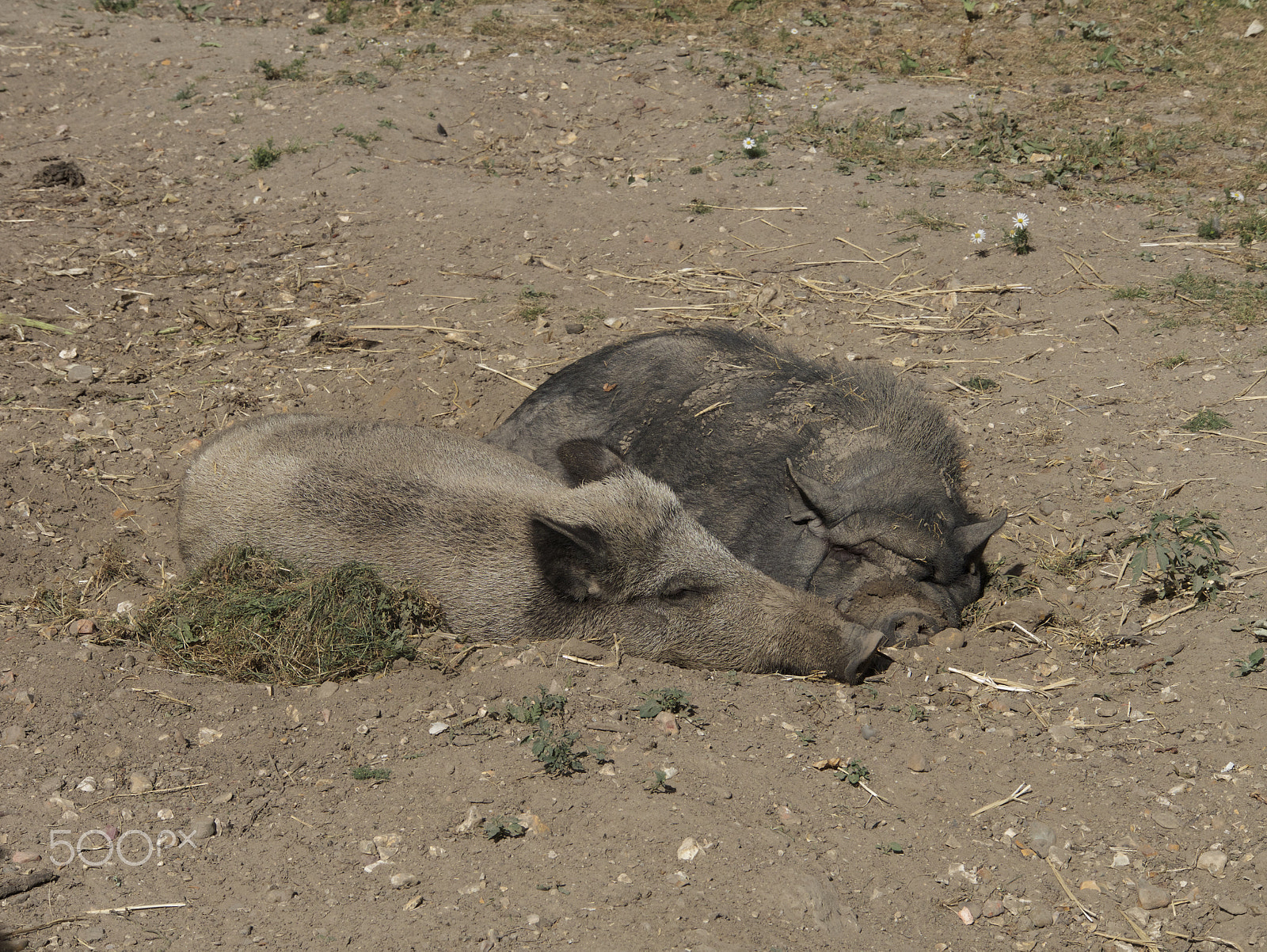 Panasonic Lumix DMC-G7 sample photo. Pig photography