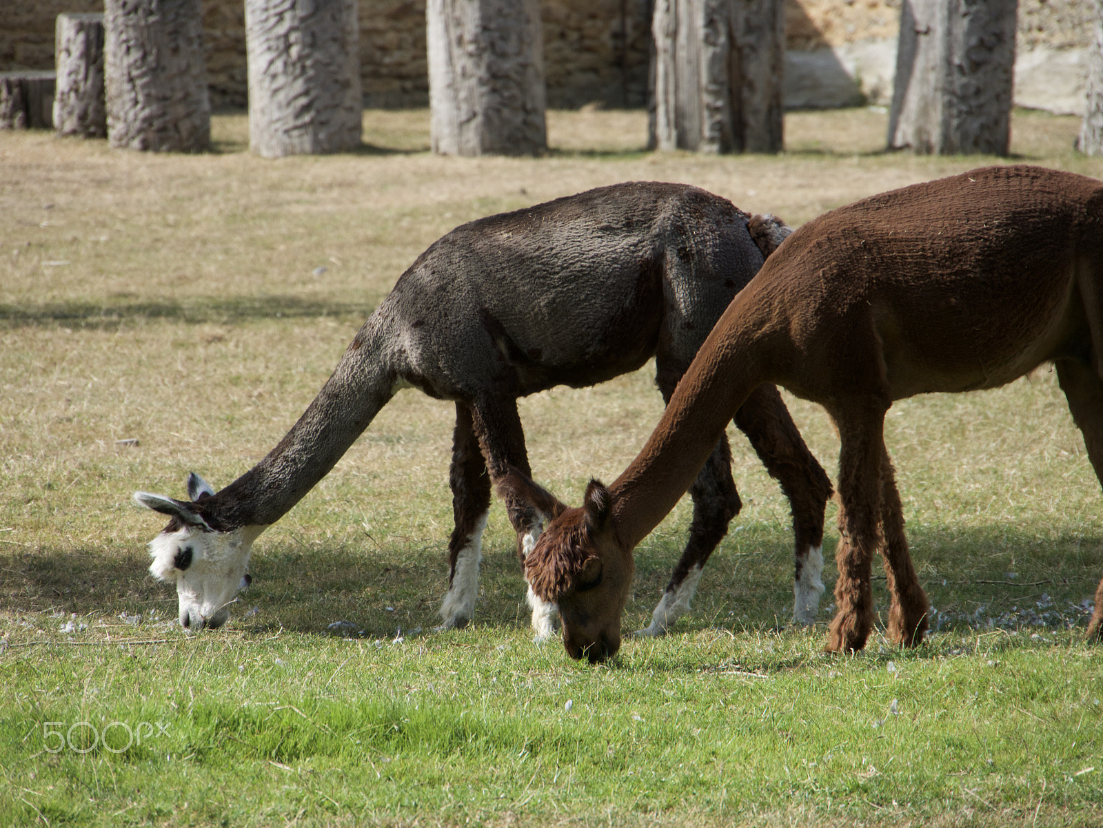 Panasonic Lumix DMC-G7 sample photo. Llama photography