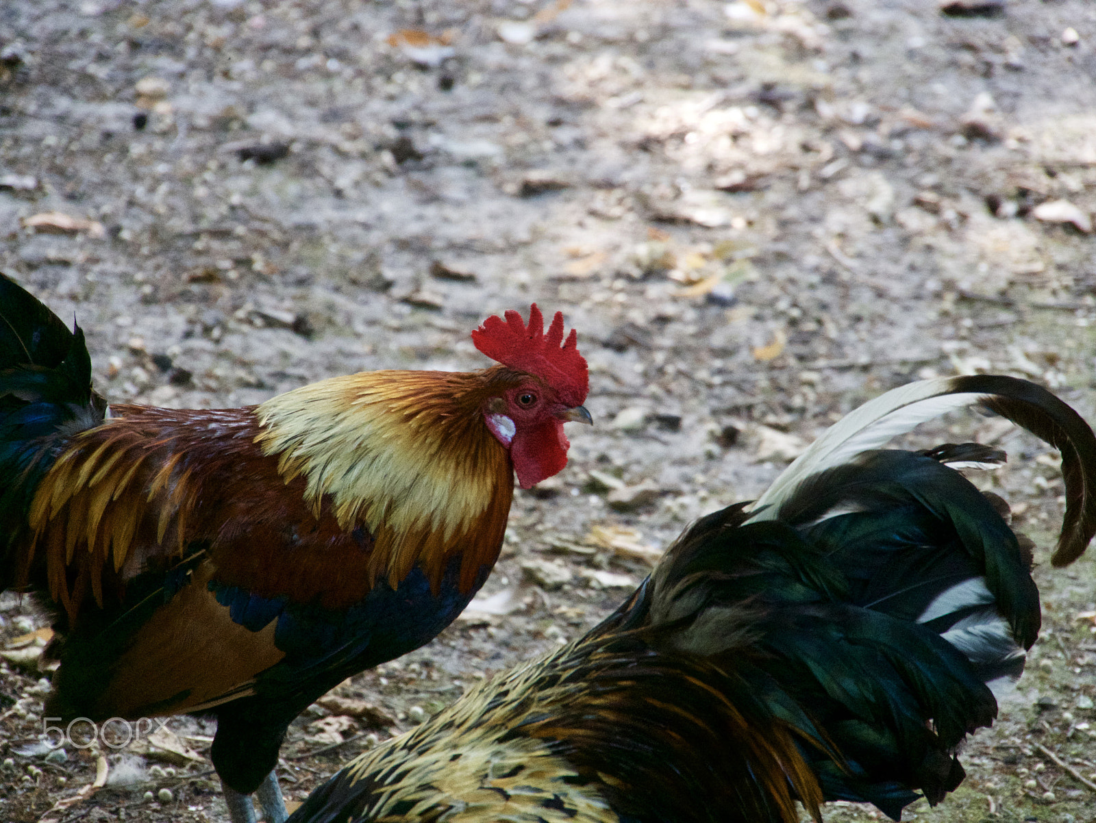 Panasonic Lumix DMC-G7 sample photo. Coq photography
