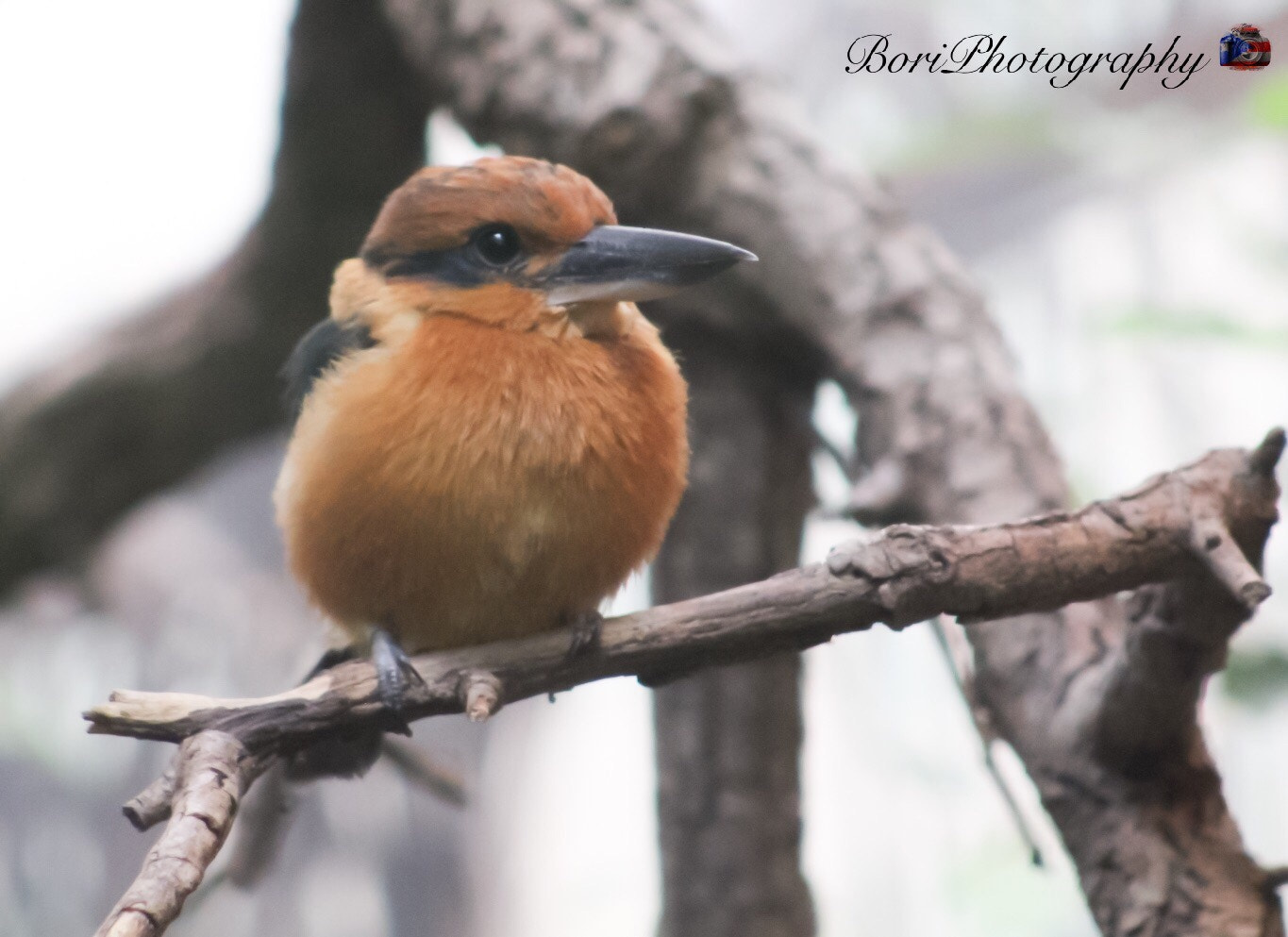 Canon EF75-300mm f/4-5.6 sample photo. Amazing photography