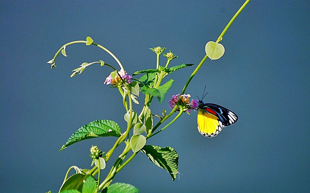 Nikon D80 + Sigma 70-300mm F4-5.6 APO Macro Super II sample photo. Le papillon de pokhara photography