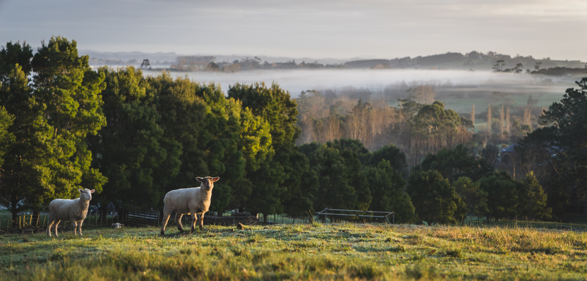 Sony a7R + Sony FE 24-70mm F2.8 GM sample photo. Dairy flat sunrise 2 photography