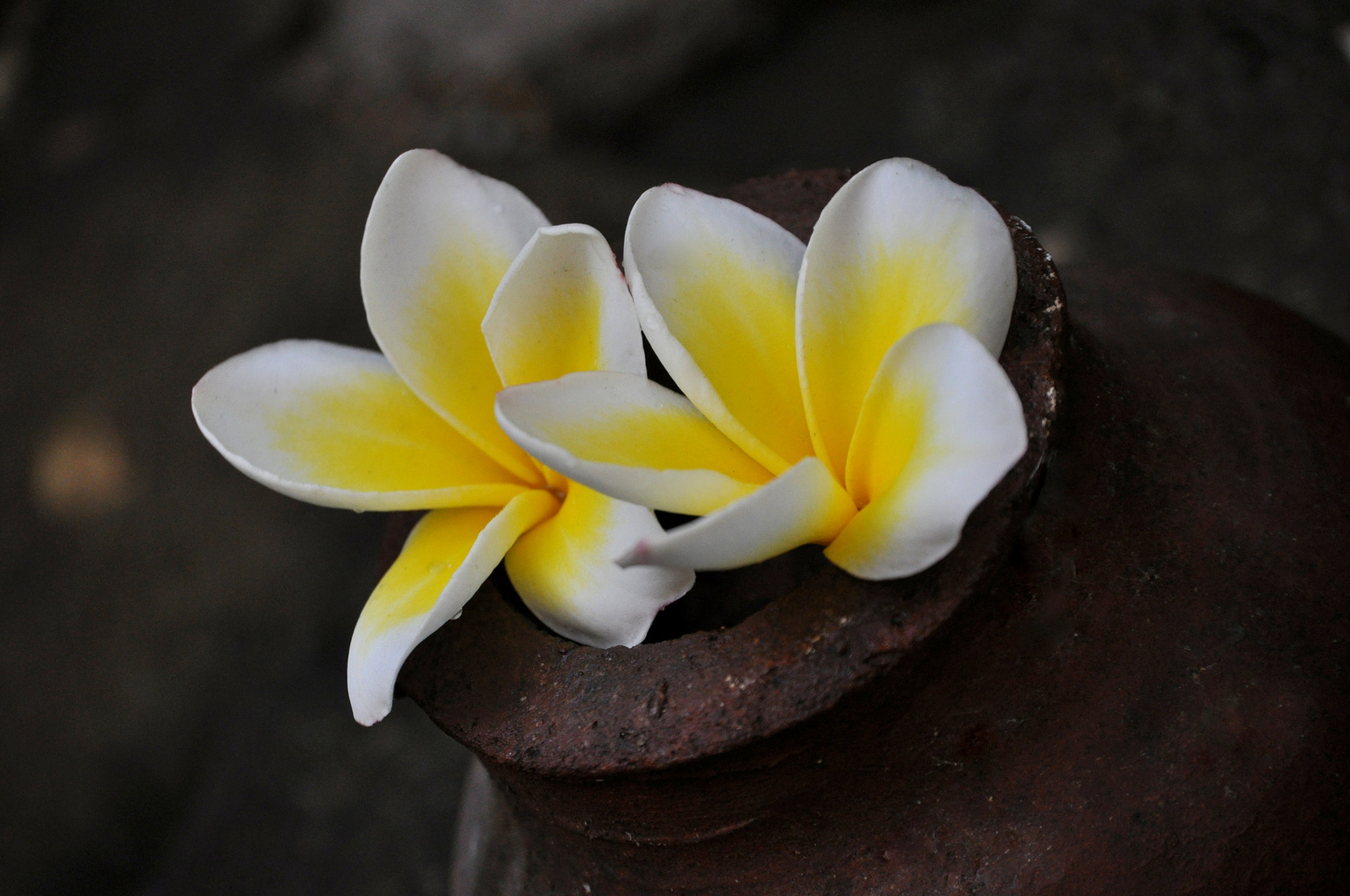 Nikon D5000 sample photo. Frangipani photography