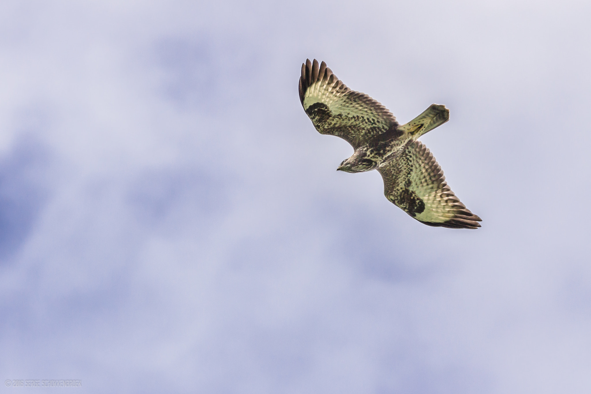 150-600mm F5-6.3 DG OS HSM | Contemporary 015 sample photo. Common buzzard photography