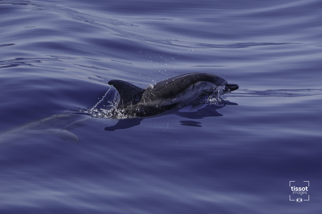 Canon EF 70-200mm F2.8L IS USM sample photo. Pelagos photography