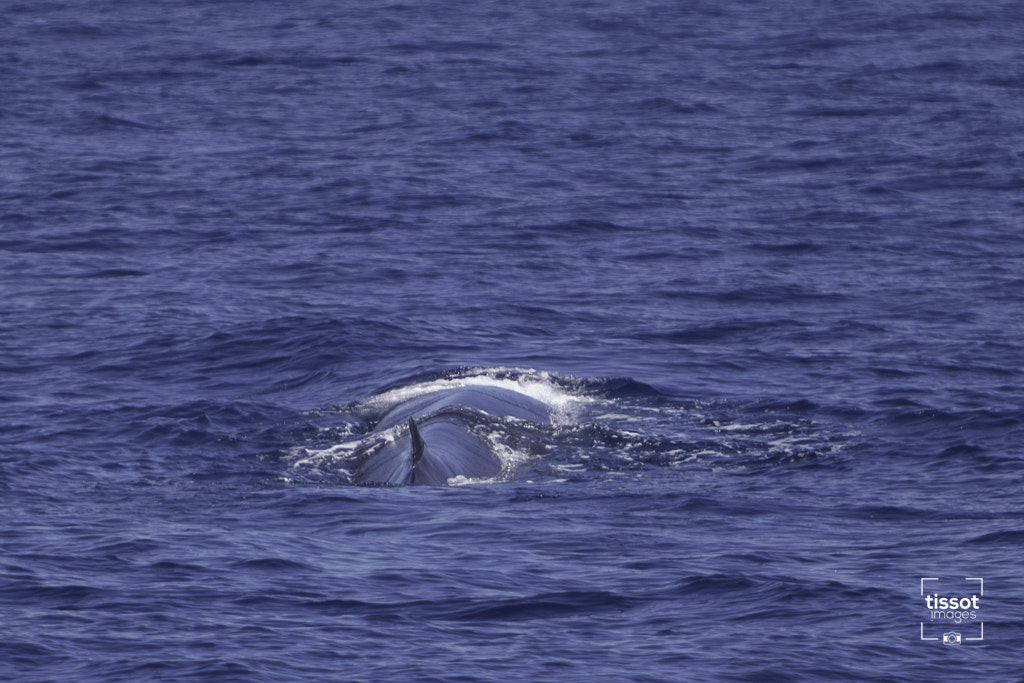 Canon EF 70-200mm F2.8L IS USM sample photo. Pelagos photography