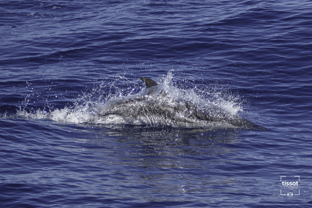 Canon EF 70-200mm F2.8L IS USM sample photo. Pelagos photography