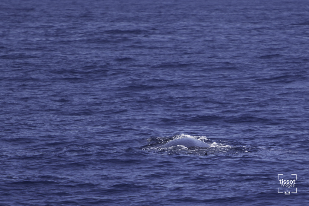 Canon EF 70-200mm F2.8L IS USM sample photo. Pelagos photography