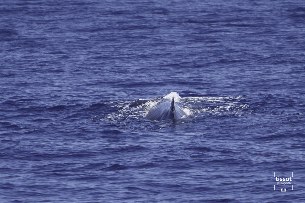 Canon EF 70-200mm F2.8L IS USM sample photo. Pelagos photography
