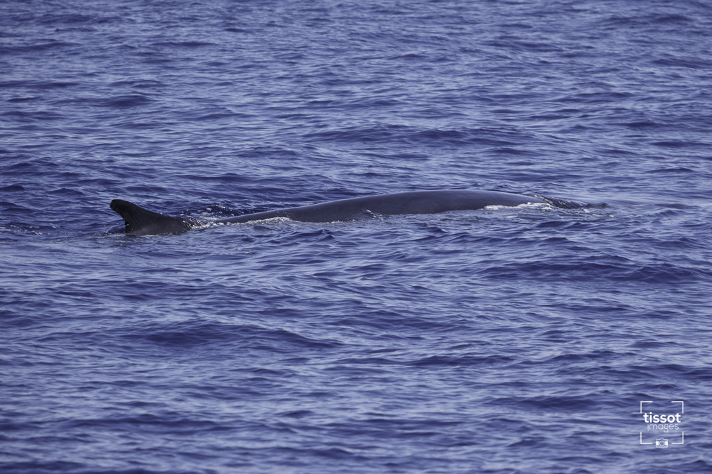 Canon EF 70-200mm F2.8L IS USM sample photo. Pelagos photography