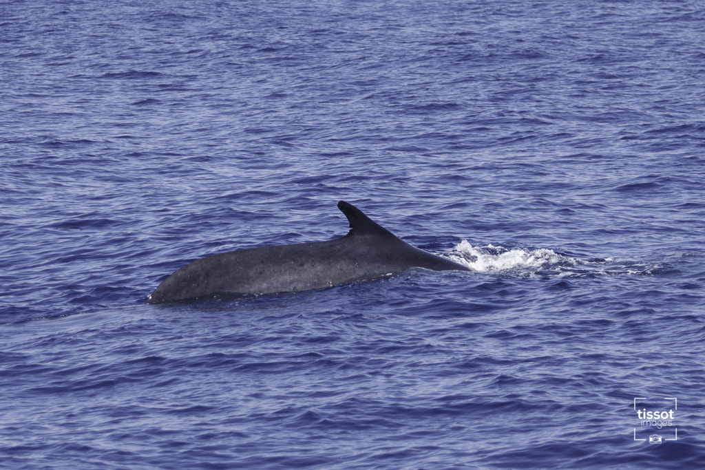 Canon EF 70-200mm F2.8L IS USM sample photo. Pelagos photography