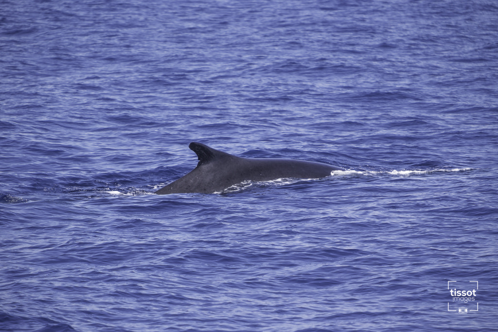 Canon EF 70-200mm F2.8L IS USM sample photo. Pelagos photography