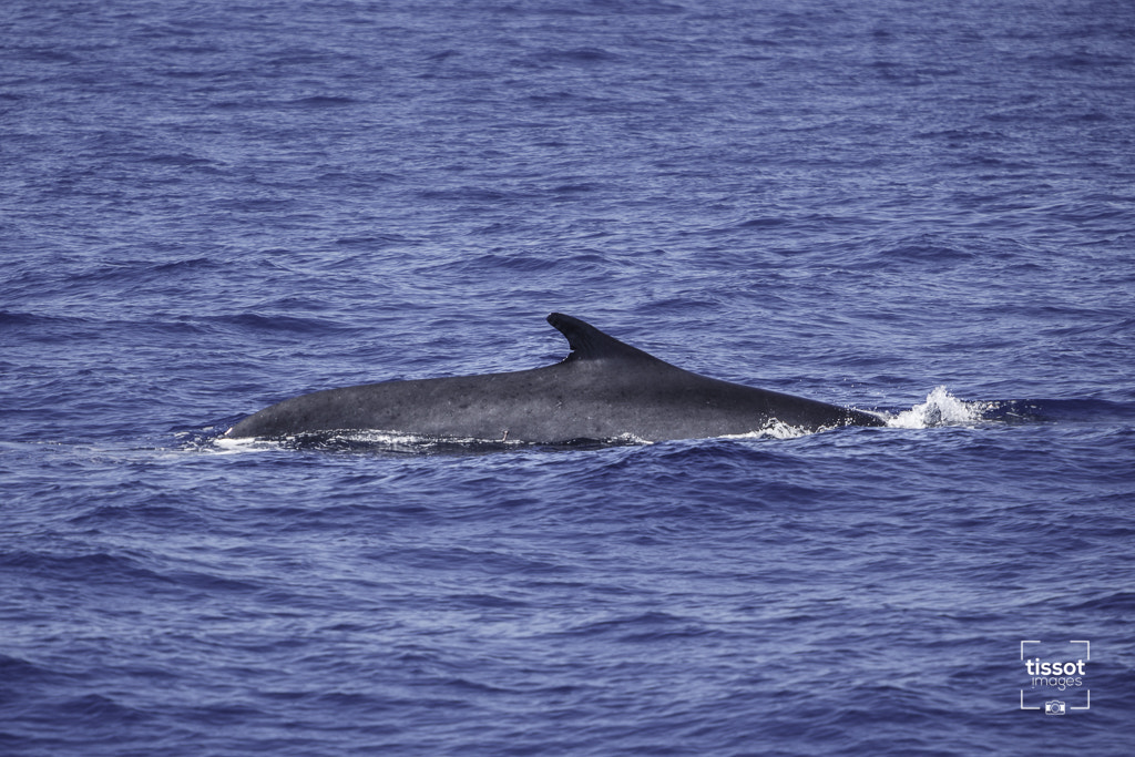Canon EF 70-200mm F2.8L IS USM sample photo. Pelagos photography