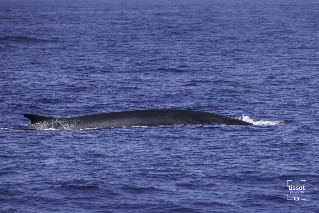 Canon EF 70-200mm F2.8L IS USM sample photo. Pelagos photography