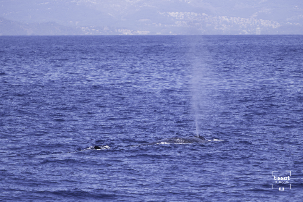Canon EF 70-200mm F2.8L IS USM sample photo. Pelagos photography