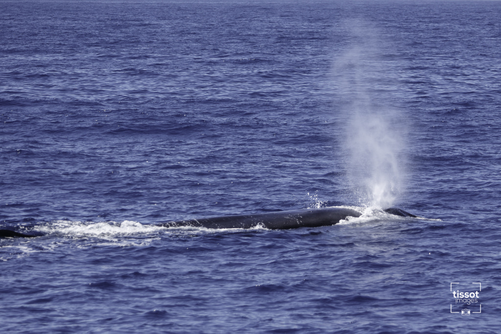Canon EF 70-200mm F2.8L IS USM sample photo. Pelagos photography