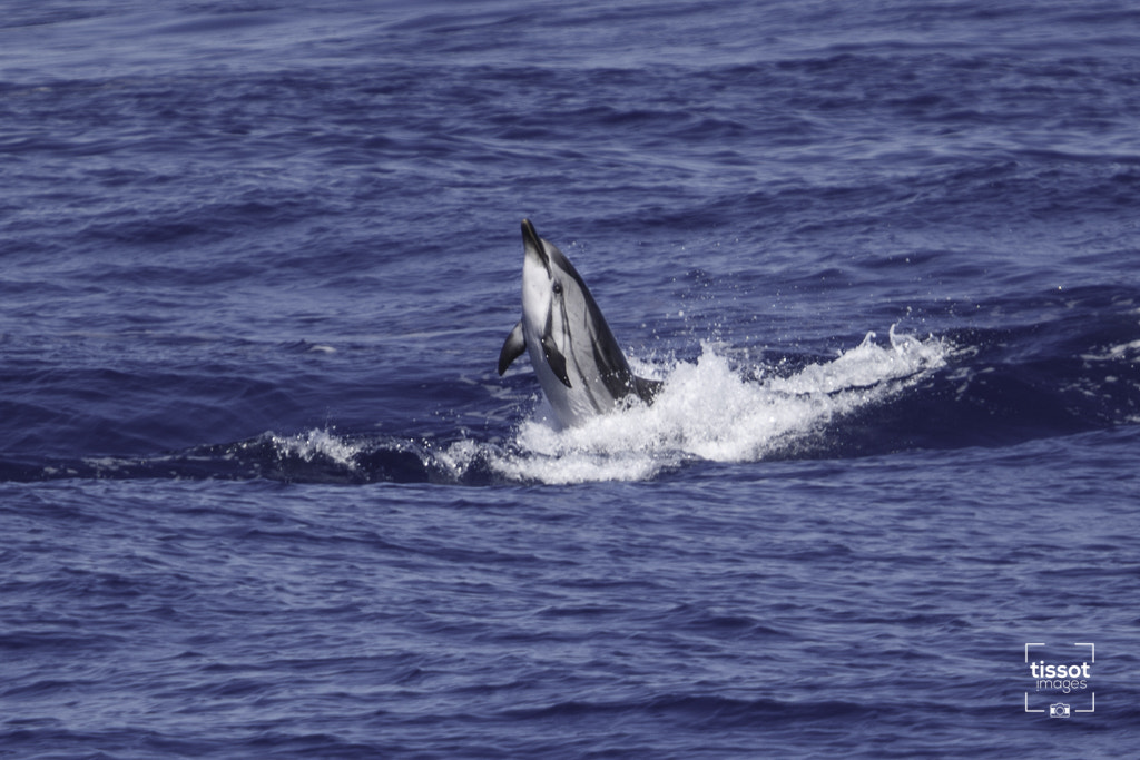 Canon EF 70-200mm F2.8L IS USM sample photo. Pelagos photography