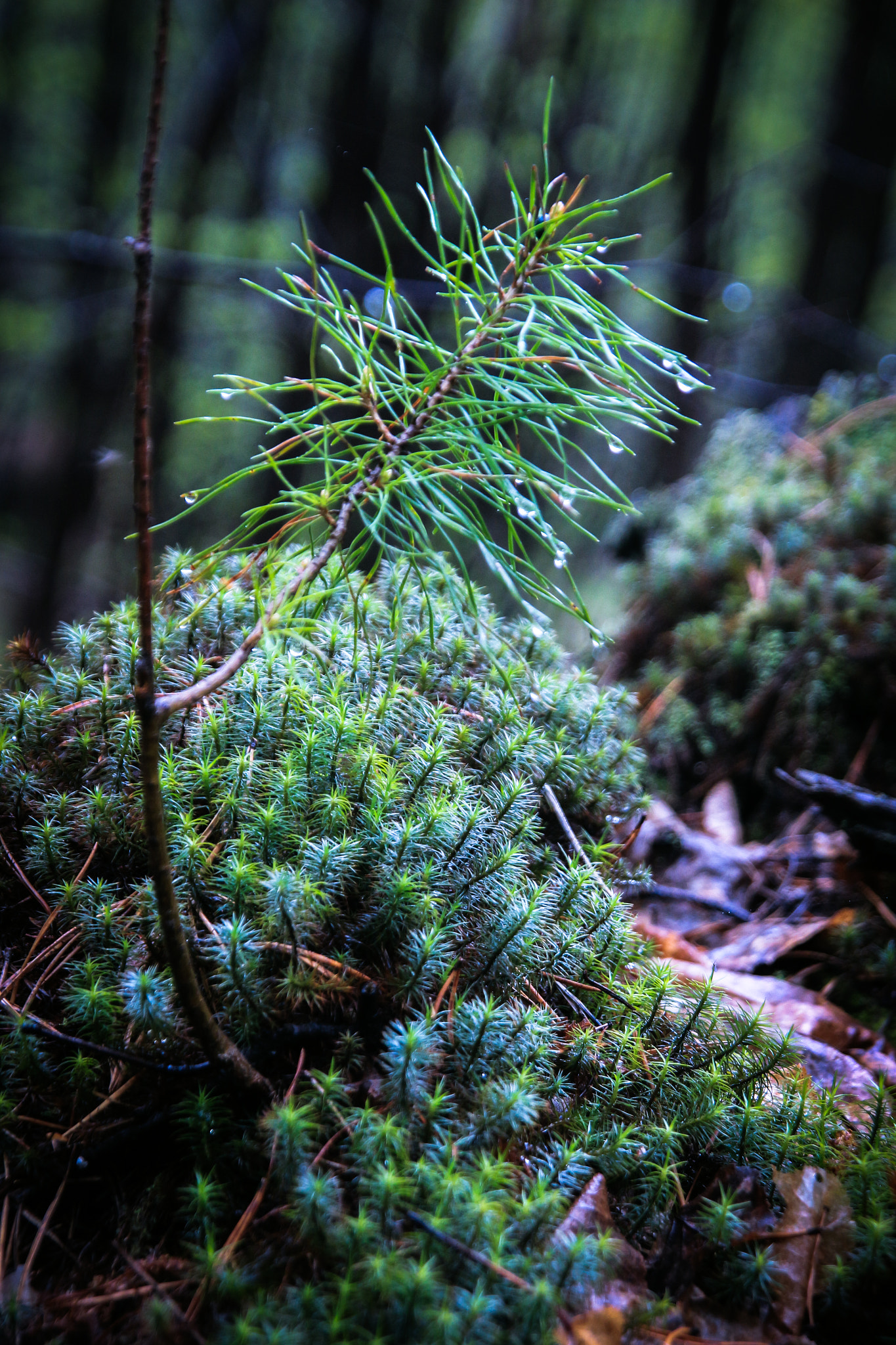 Sigma 18-200mm f/3.5-6.3 DC OS sample photo. Wood photography