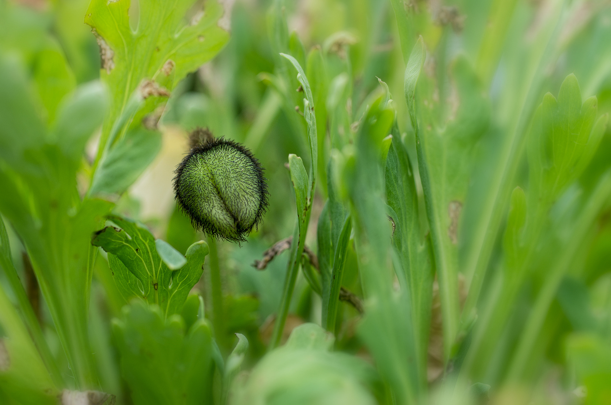 smc PENTAX-F MACRO 50mm F2.8 sample photo. My last poppy bud photography