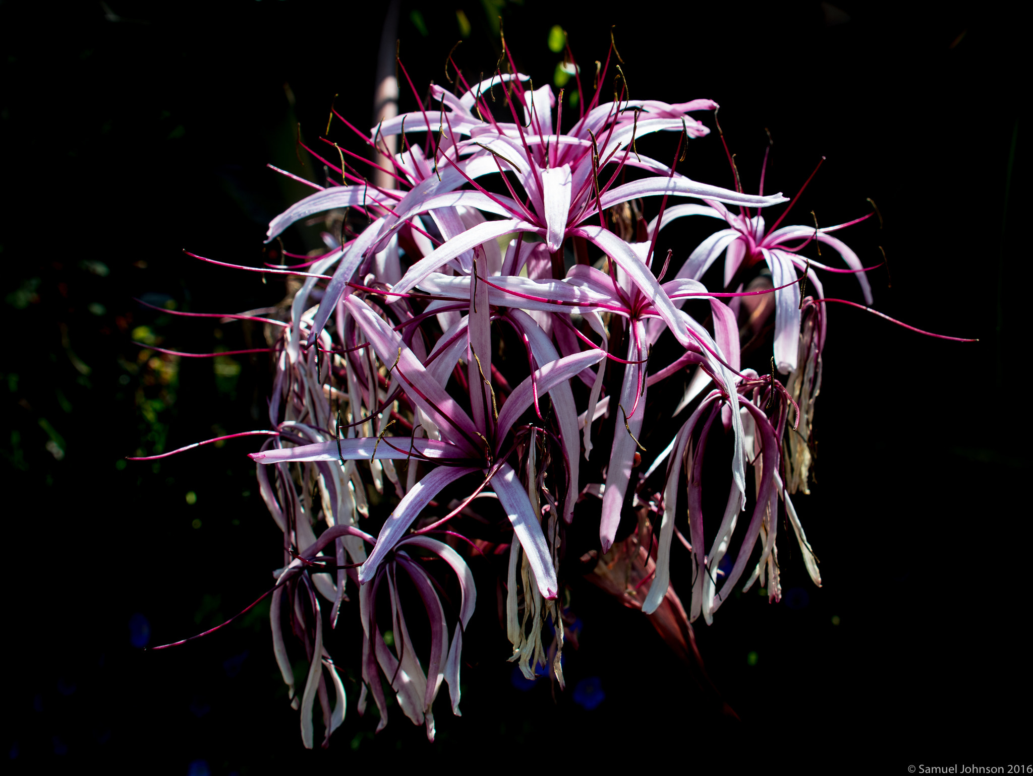 Nikon D500 sample photo. The getty museum - flower photography