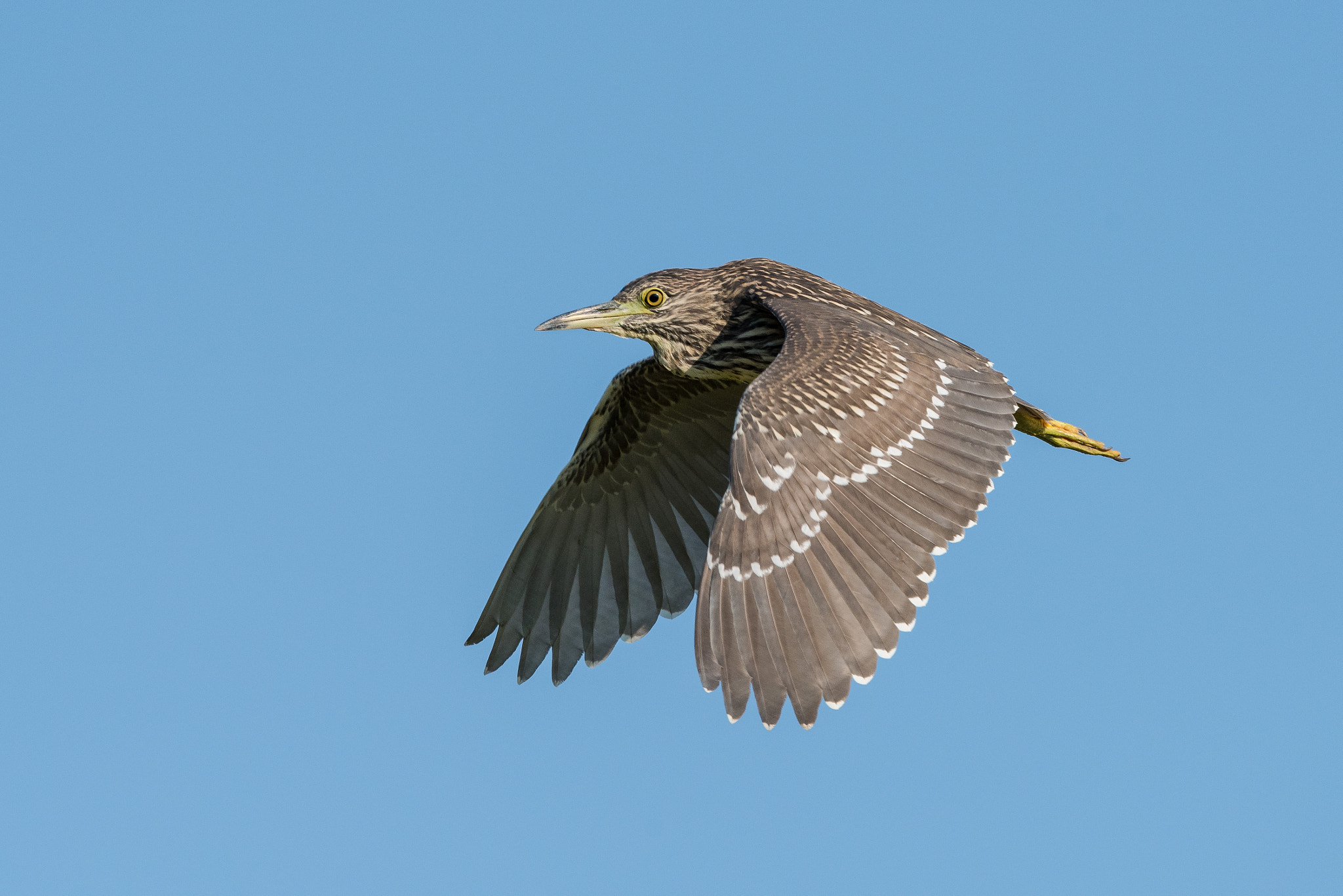 Nikon AF-S Nikkor 500mm F4E FL ED VR sample photo. Night heron photography