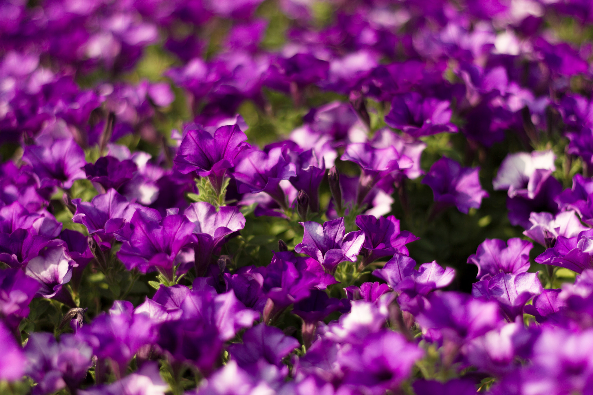 Canon EOS 550D (EOS Rebel T2i / EOS Kiss X4) sample photo. Purple flowers photography