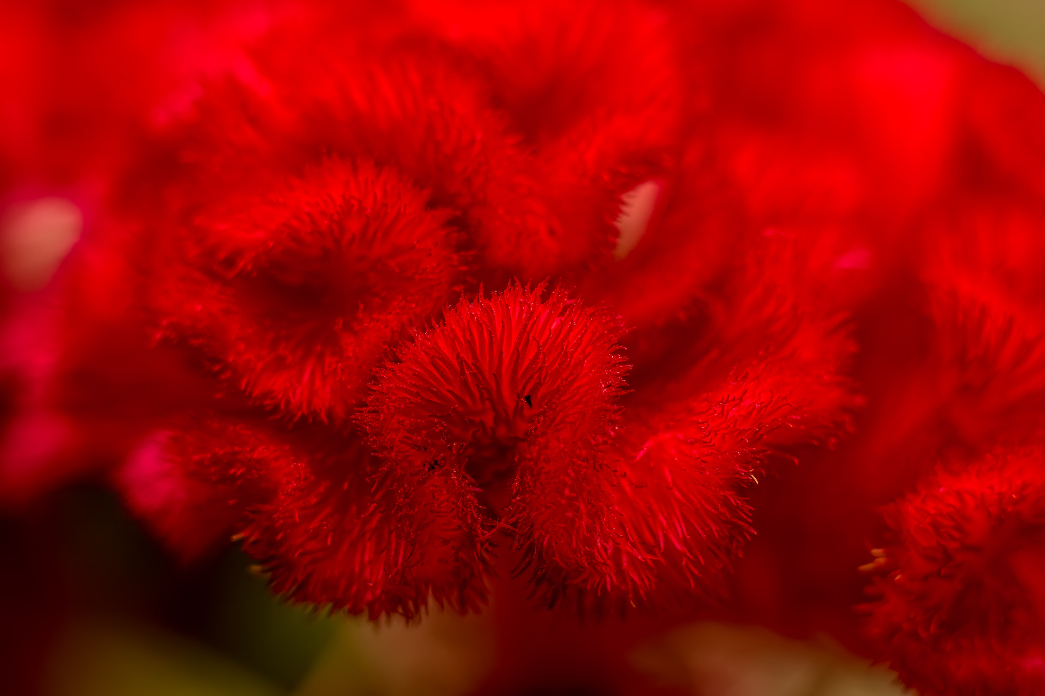 Canon EOS 550D (EOS Rebel T2i / EOS Kiss X4) sample photo. Red flower photography
