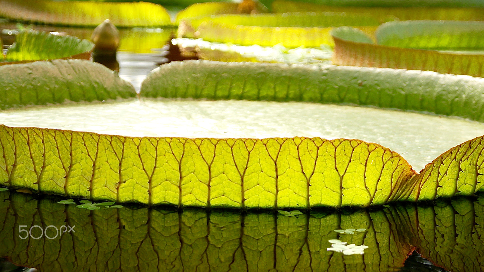 Canon EOS 500D (EOS Rebel T1i / EOS Kiss X3) sample photo. Floating leafs photography
