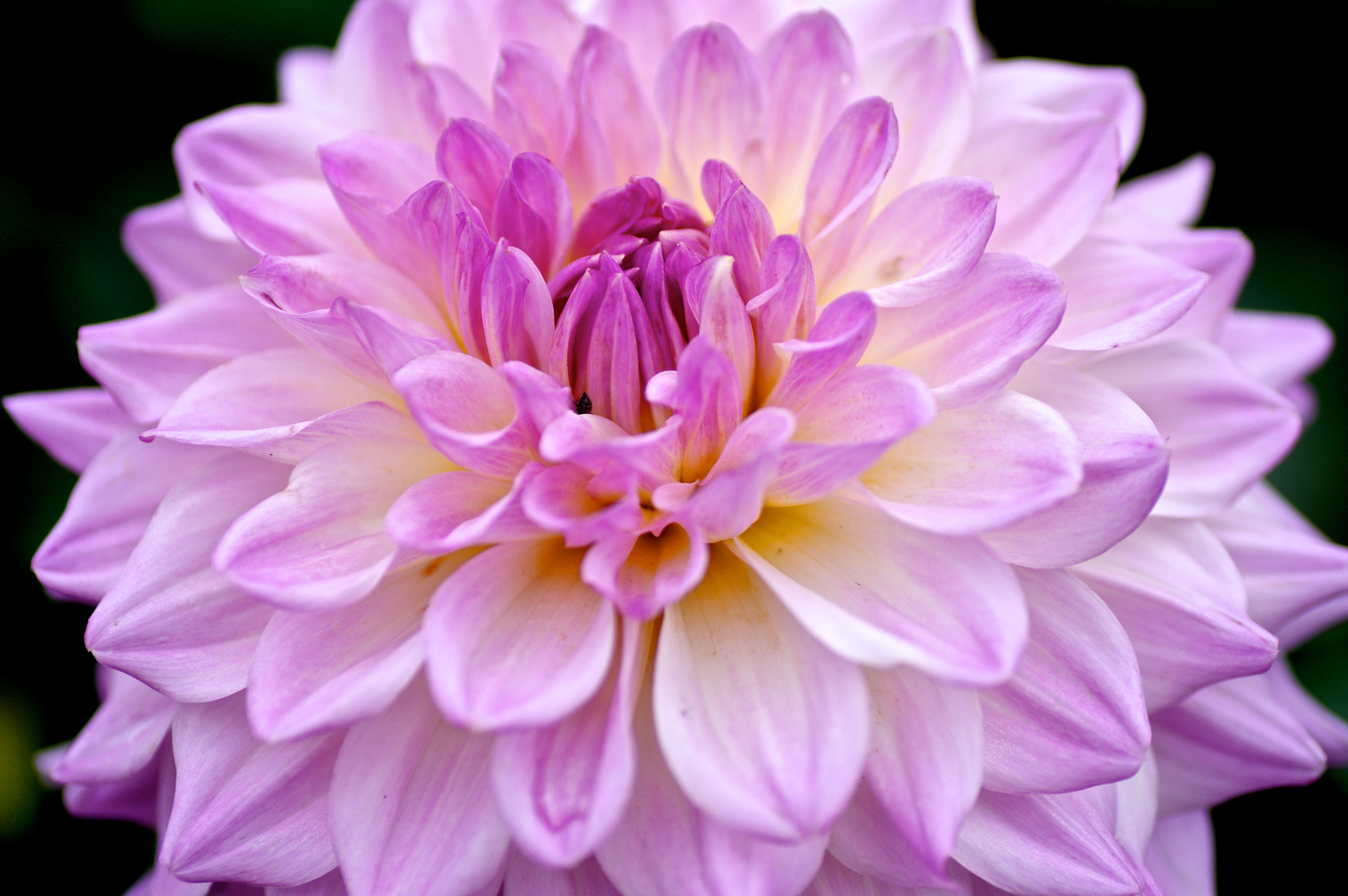 Pentax K-3 + Tamron SP AF 90mm F2.8 Di Macro sample photo. Dahlia photography