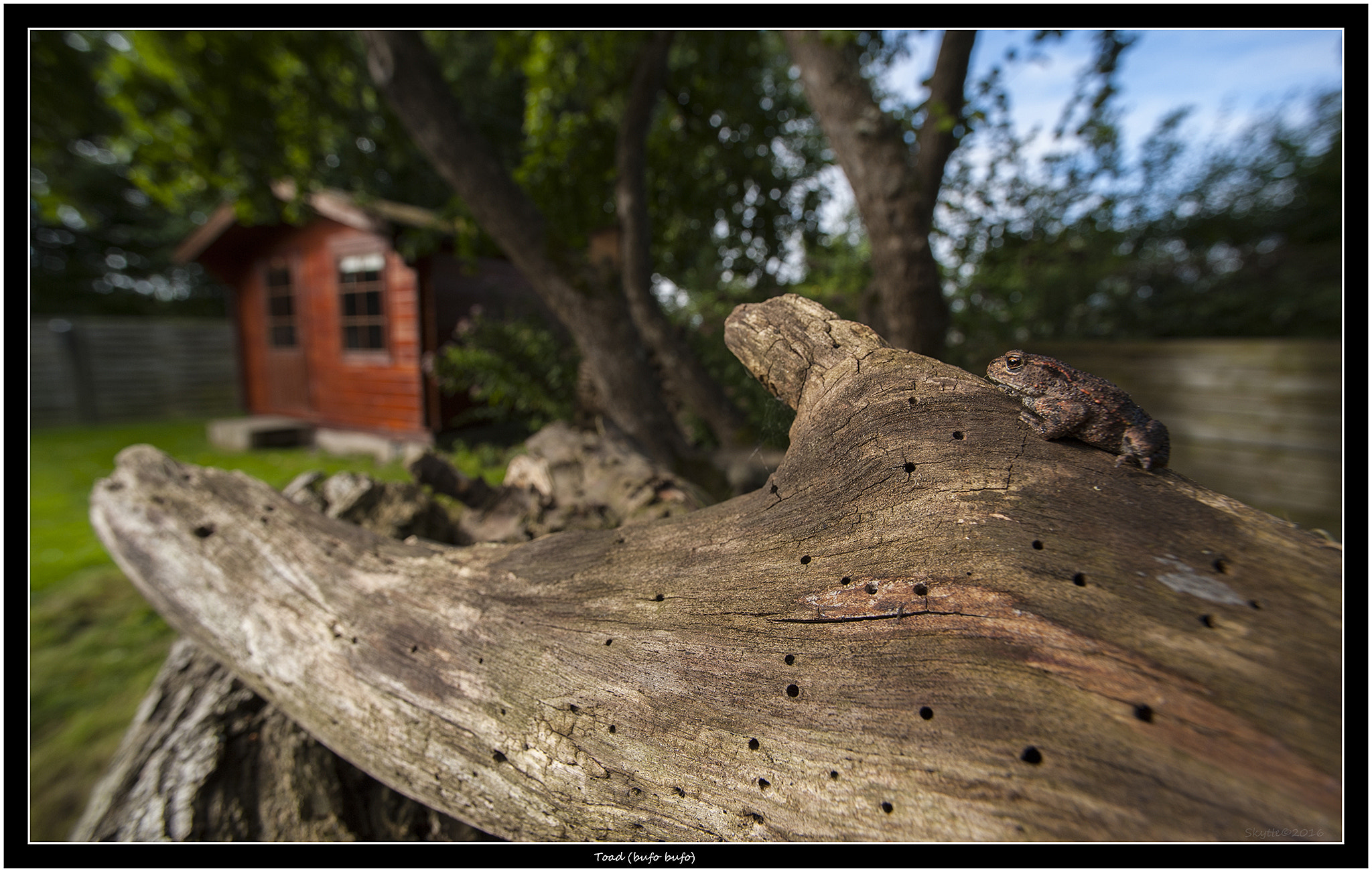 Nikon D3 + Nikon AF Nikkor 14mm F2.8D ED sample photo. The toad. photography