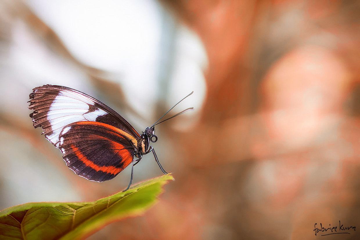 Canon EOS 700D (EOS Rebel T5i / EOS Kiss X7i) + Canon EF 100mm F2.8L Macro IS USM sample photo. Butterfly photography