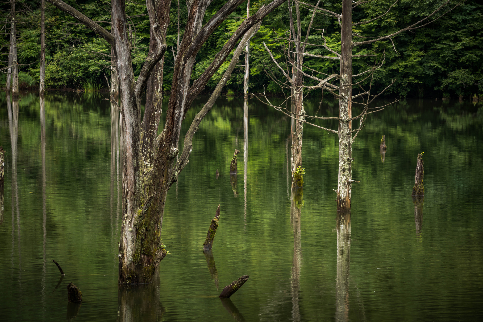 Nikon D800 + Sigma 70-300mm F4-5.6 APO DG Macro sample photo. Forest of water photography