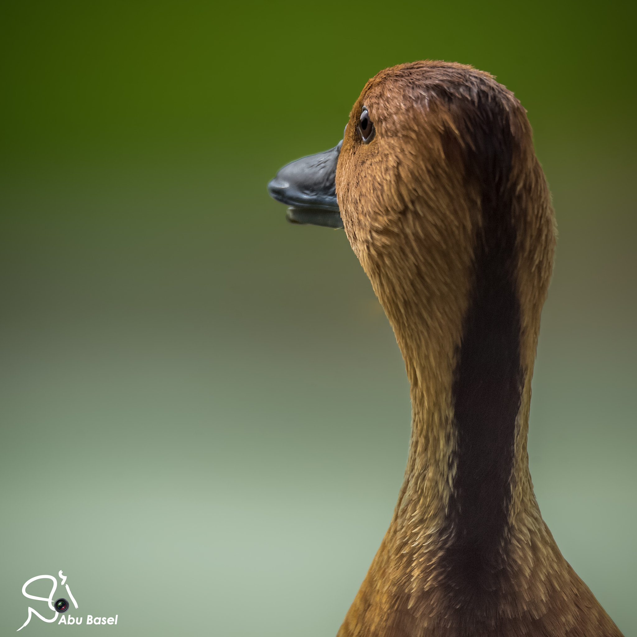 Sigma 150-600mm F5-6.3 DG OS HSM | S sample photo