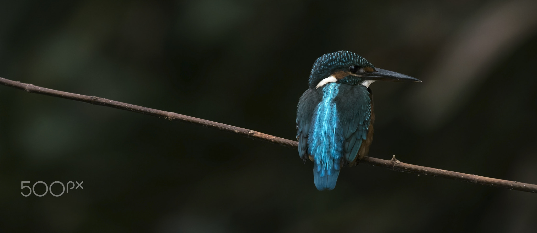 Common Kingfisher at Muthurajawela, Sri Lanka