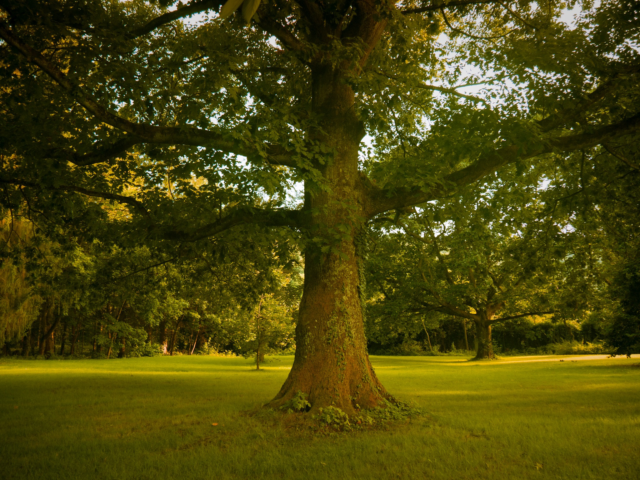 Panasonic DMC-G70 sample photo. Tree photography