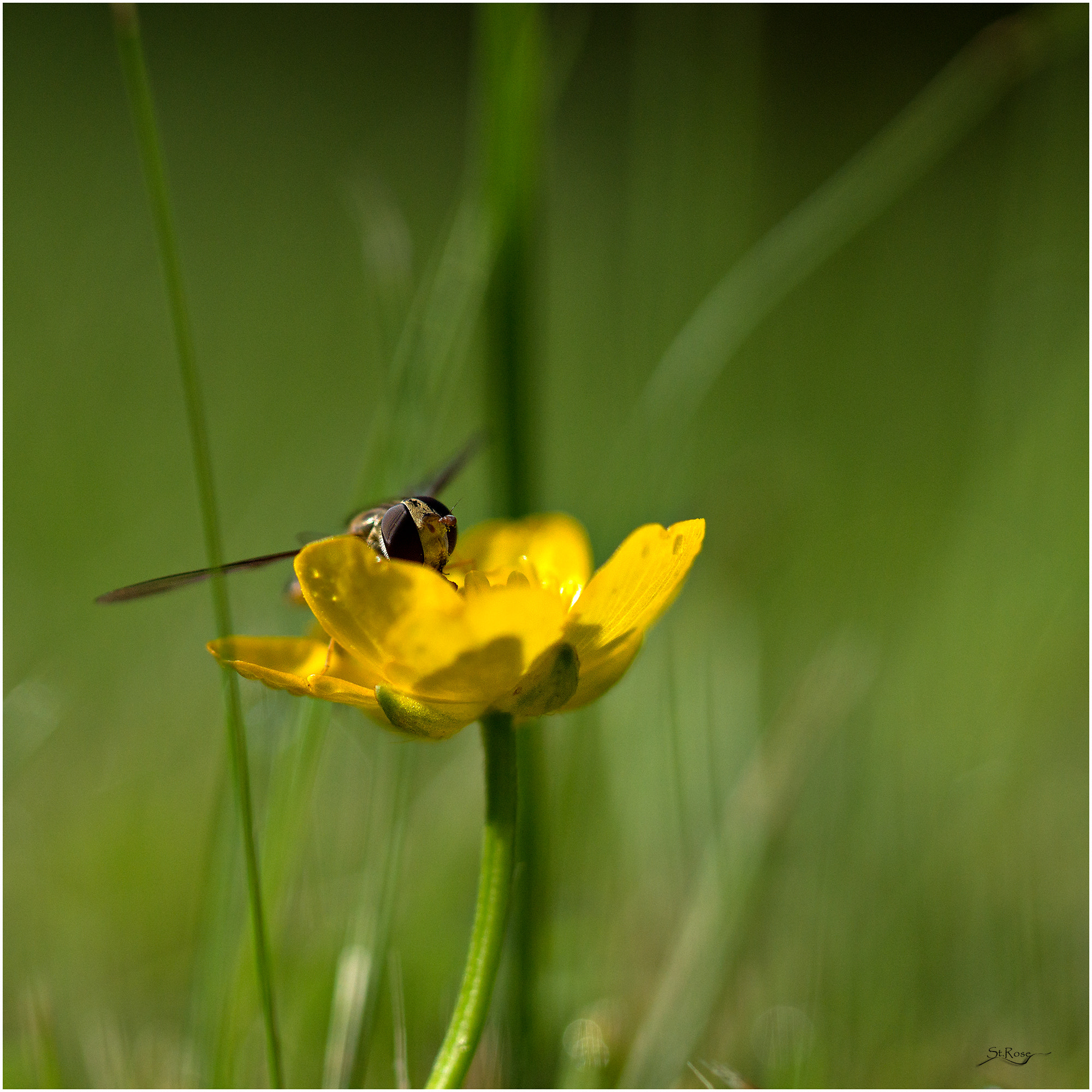 Sony SLT-A77 + 90mm F2.8 Macro SSM sample photo. Dormancy photography