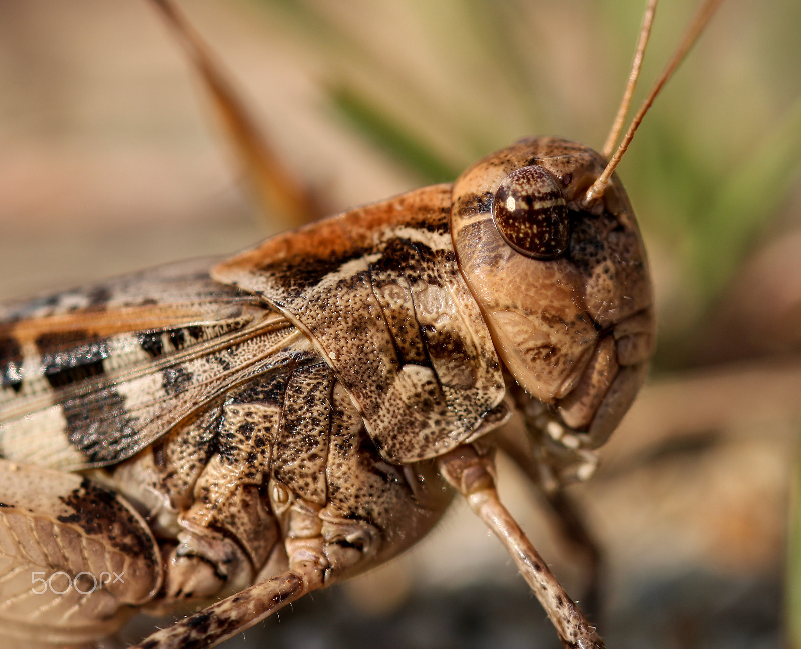 Sigma 105mm F2.8 EX DG OS HSM sample photo. Armor photography