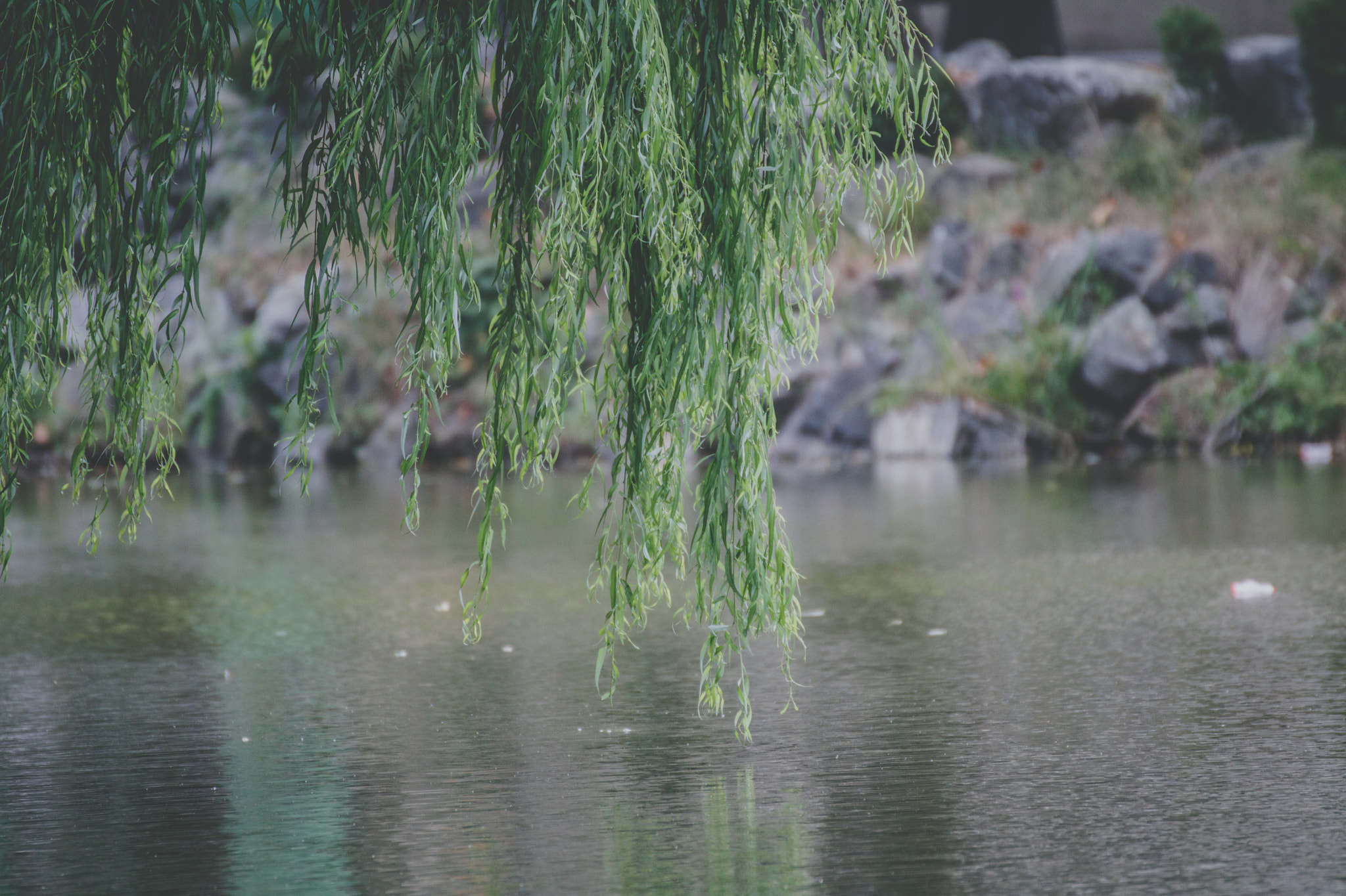 Tamron SP 35mm F1.8 Di VC USD sample photo. It seemed to reach... photography
