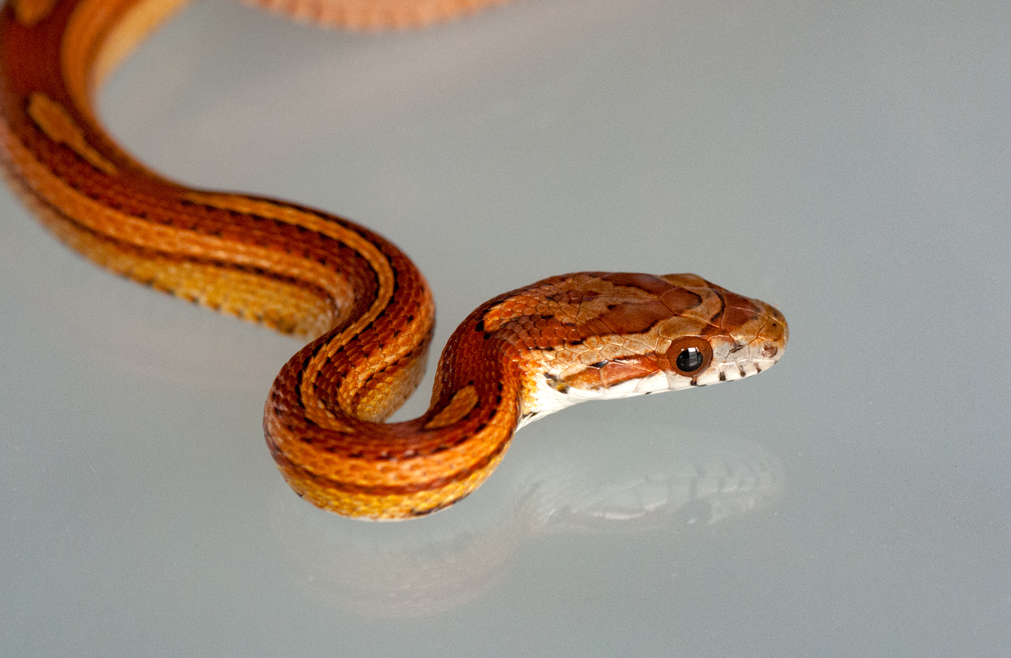 Nikon AF-S Micro-Nikkor 105mm F2.8G IF-ED VR sample photo. Corn snake stripped photography