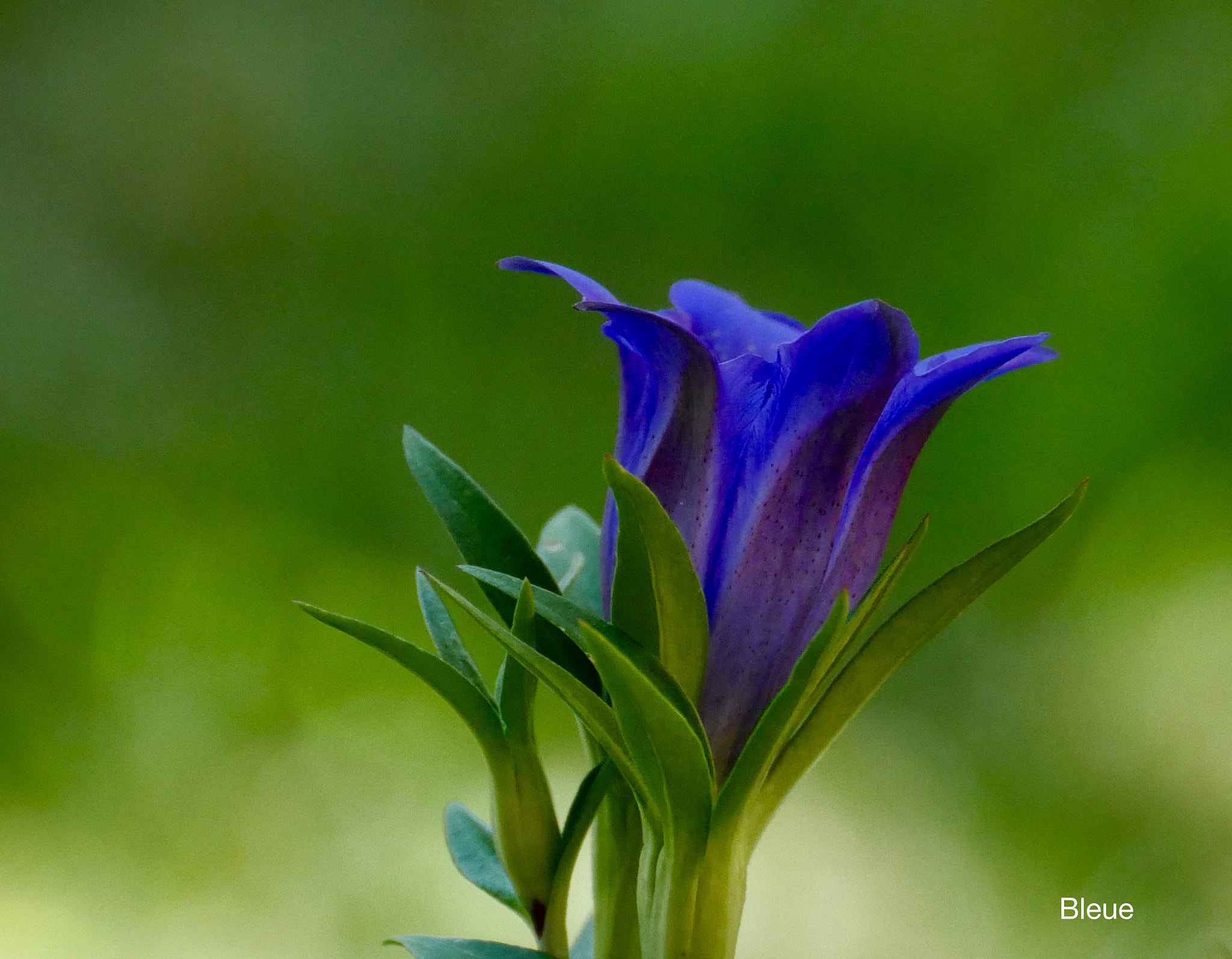 Panasonic DMC-G70 sample photo. Bleue! photography