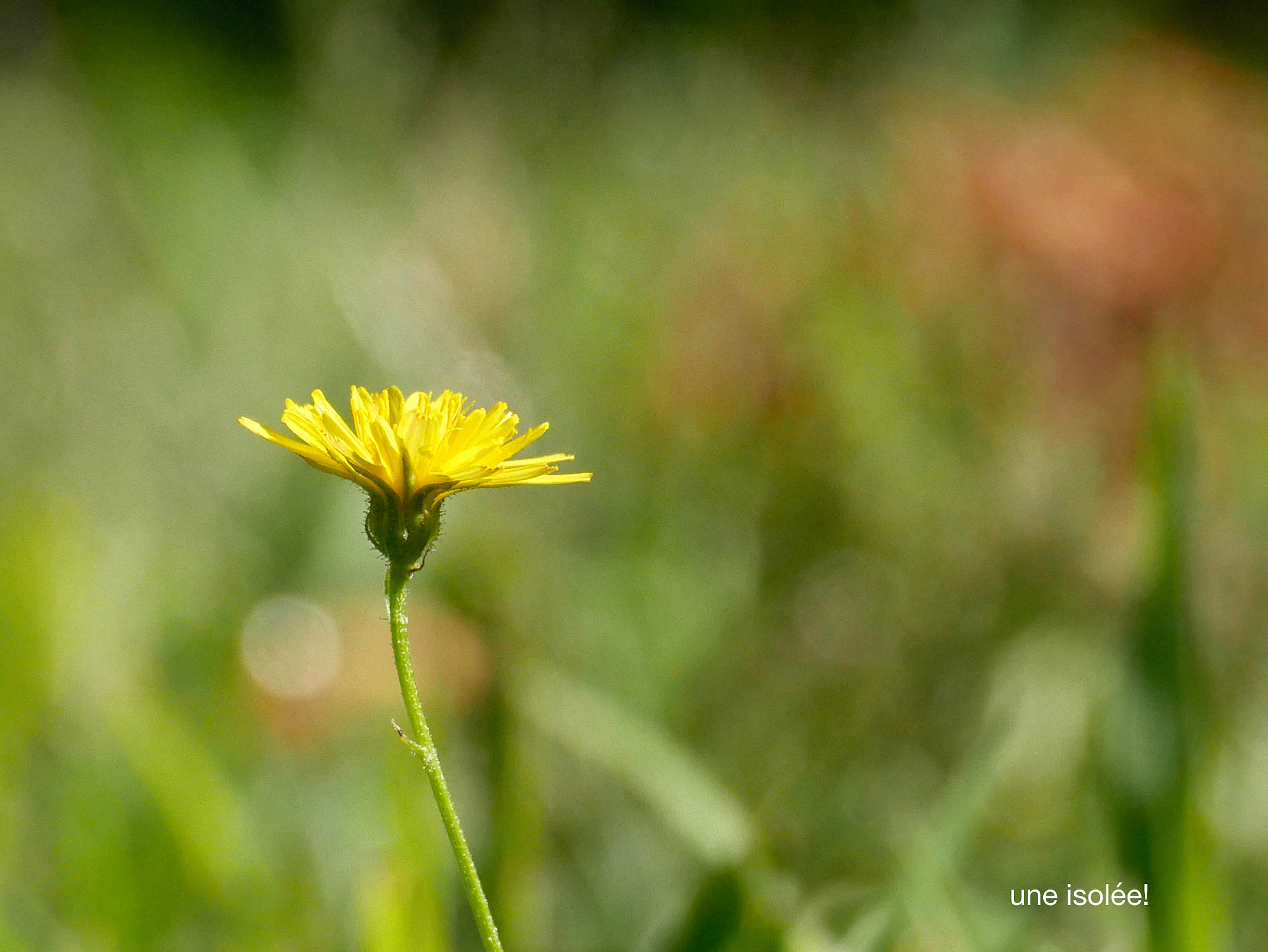 Panasonic DMC-G70 sample photo. Isolée! photography